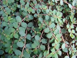 Image result for Euphorbia prostrata