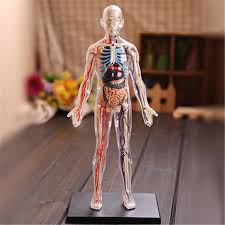 It does depend on what you mean by a torso. 4d 1 6 Transparent And 22parts Squishy Human Body Internal Organ Anatomy Medical Teaching Model Puzzle Assembling Toy Aliexpress