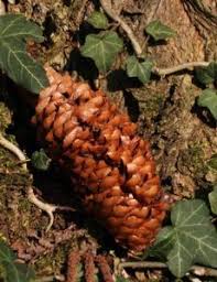 Nadelbaume Erkennen Tanne Fichte Leicht Unterscheiden Fichten Pflanzen Baum