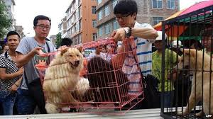 Lets face it, dogs are cooler then cats. Chinese Dog Meat Dilemma To Eat Or Not To Eat Bbc News