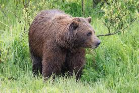 Alaskan wildlife photography of bears