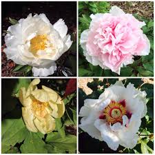 Tree peonies (genus paeonia) are deciduous, perennial shrubs with woody stems. Tree Peonies Snowy Blipfoto