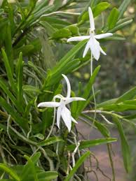 Image result for Jumellea walleri