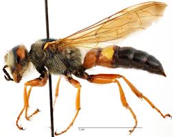 Image result for Philenoptera bussei
