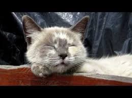 Confused Cats Funny Cat Compilation 2020 Youtube In 2020 Funny Cat Compilation Cats Funny Cat Videos