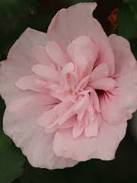 Image result for Hibiscus syriacus ´Pink Chiffon