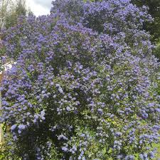 'concha' is around 3 meters with darker blue flowers in late spring. Ceanothus Lemon And Lime California Lilac Lemon And Lime In Gardentags Plant Encyclopedia