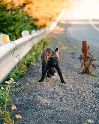 Black And Orange Fox Breed Guy Earns The Trust Of A Black And Orange Fox Shares 20 Stunning Pics In 2020 Fox Melanistic Animals Beautiful
