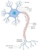 Image result for how is signal strength measured by the nervous system? course hero bio