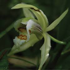 Image result for Achyrospermum carvalhoi