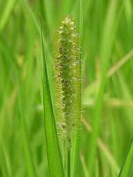 Image result for Eccoptocarpha obconiciventris