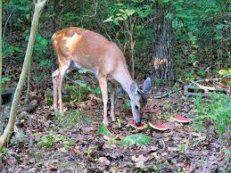 Federal statutes and regulations federal insecticide, fungicide, and rodenticide act (fifra) congress passed the first federal insecticide. Deer Once Almost Extinct In Georgia Now Thriving Catwalkchatt Northwestgeorgianews Com