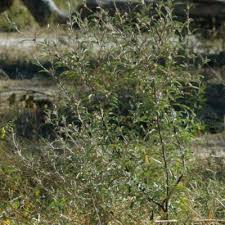 Image result for Dicoma tomentosa