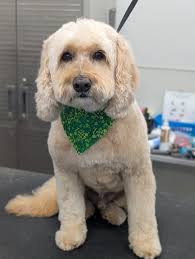 Short and tidy? Fluffy and fabulous? Our dog groomer Candice does it all.  Here's a preview of different cuts she offers-tailored to each pup's needs  and personality! 🐾🐶❤️ • • • #explore #