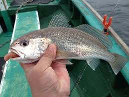 イシモチ釣り特集 船釣り編 釣り方から仕掛けなど船釣りのコツをご紹介 暮らし の
