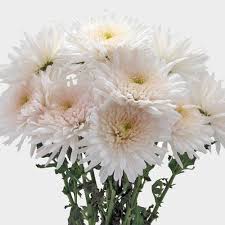We did not find results for: Cremon Mum White Flowers Wholesale Blooms By The Box