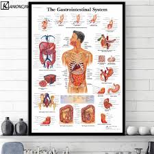 us 9 68 37 off hd wall art posters human body anatomy poster anatomie system chart body map canvas painting picture print decorative home decor in