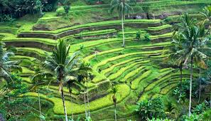 Keunikan yang kamu tulis dapat berupa keunikan fisik, seperti sungai, gunung, sawah, dan bentuk rumah. Tempat Wisata Di Bali Yang Wajib Dikunjungi Favorit Wisatawan Indonesia