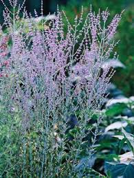 Diplacus species, monkey flowers the monkey flowers have not been eaten to date.very deer resistance. 98 Deer Resistant Plants Ideas Deer Resistant Plants Plants Perennials