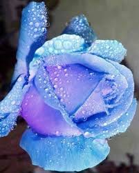Elke dag worden duizenden nieuwe afbeeldingen van hoge kwaliteit toegevoegd. Light Blue Rose Via Lovely Roses Facebook Page Beautiful Rose Flowers Beautiful Roses Light Blue Roses