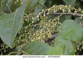 Image result for description of Elaeocarpus sphaericus