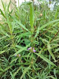 Image result for Hygrophila schulli