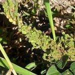 Image result for Polhillides