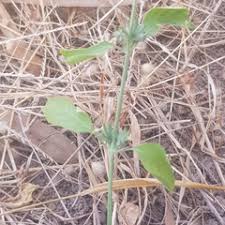 Image result for Dicliptera verticillata