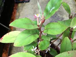 Image result for Begonia kisuluana