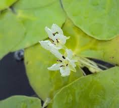 Image result for Nymphoides brevipedicellata