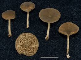 Image result for Simocybe centunculus