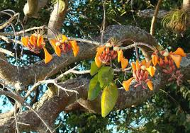 Image result for Erythrina fusca