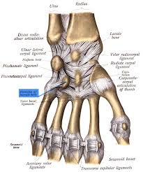 Image result for Hamate Bone