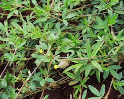 Image result for Stylosanthes