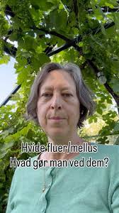 Lige nu har mellusene godt fat i mange drivhusplanter og jeg får mange  spørgsmål i indbakken om, hvordan jeg håndterer dem., Når mellusene melder  deres ankomst i drivhuset, sætter jeg ind med ...