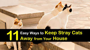 We did not find results for: 11 Simple Ways To Keep Stray Cats Away From The House