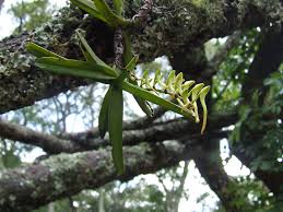 Image result for Cyrtorchis praetermissa