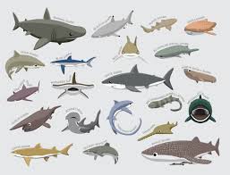 Bonnethead Shark - Save Our Seas Foundation