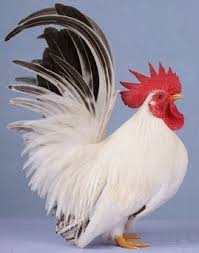 Dahulu kala, di cina hiduplah seorang tuan tanah yang kejam. 4 Manfaat Ayam Kate Bagi Kehidupan Manusia Manfaat Co Id