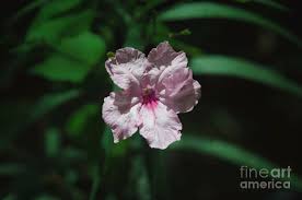 Image result for Acanthaceae