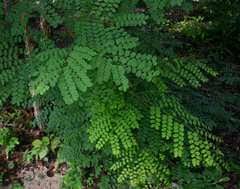 Image result for Croton madandensis