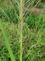 Image result for Acrachne