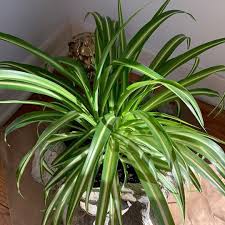 Image result for Chlorophytum lancifolium
