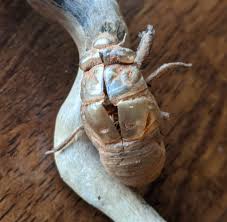 100+ vectors, stock photos & psd files. Flight Of The Cicada Insect Gears Up For Big Event The Adirondack Almanack