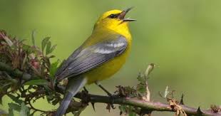 Small Yellow Bird With Black And White Wings Blue Winged Warbler Birds Ornithology Bird