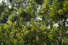 Image result for Melaleuca leucadendron