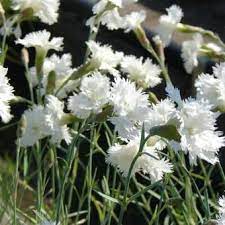 For a fragrant flower edging a path, it's hard to beat the cheerfully white dianthus 'mrs. Dianthus Plumarius Mrs Sinkins