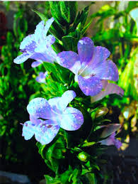 Image result for Microglossa pyrrhopappa