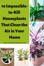 Best Indoor Houseplants For Clean Air Earth Friendly Tips Indoor Shade Plants Indoor Air Purifying Plants Best Air Purifying Plants