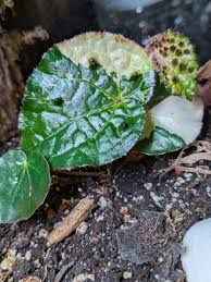 Image result for Berkheya ferox